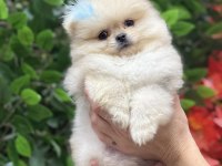 Mini teacup pomeranian oğlumuz