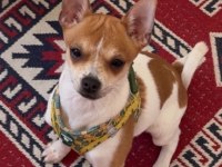 5 aylık chihuahua