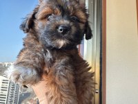 Maltipoo yavru köpeğimiz