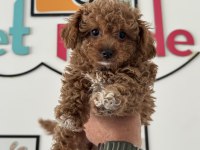 Petmode köpek çiftliğinden kore maltipoo