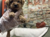 Maltipoo Red Erkek Yavrumuz @petclubadanaa