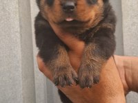 Koca kafalı rottweiler yavrular