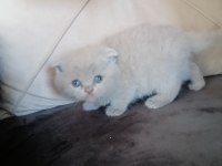 Scottish fold yavru kedimiz antalya