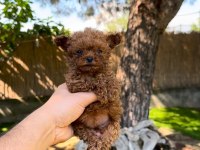 Tea Cup Poodle Yavrularımız