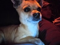 Eşleşme chihuahua 2 yaşında erkek köpeğimiz için
