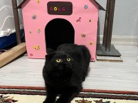 Siyah Scottish Fold Kızımıza Yuva Arıyoruz