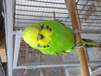 Show Jumbo Yavru Muhabbet Kuşlar
