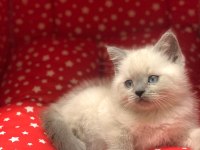 Brıtısh Shorthair Blue Point Yavrularım
