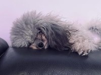 Korekan silver nadir renk poodle