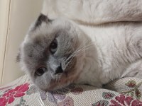 Scottish Fold Blue Point Sahiplendirme