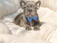 Sevimli French Bulldog Yavrular
