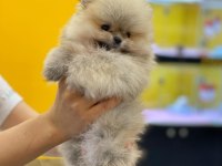 Dünya Tatlısı Pomeranian Yavruları