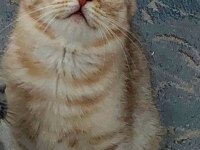 3 Aylık Savannah Yavrusu