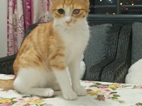 Tekir 5 Aylık Ücretsiz Sahiplendirme
