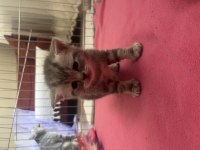 British shorthair yavrumuz yuva arıyor