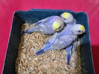 Yeme Düşen Muhabbet Kuşu Yavrular Canlı Renkler