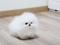 POMERANİAN BOO ERKEK DİŞİ YAVRULARIMIZ