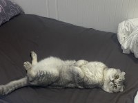 Scottish Fold (erkek) – Yeni yuvasını arıyor