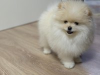 Olağanüstü güzellikte pomeranian