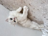 Dişi scottish fold