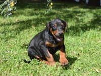 Europen iri doberman yavrular