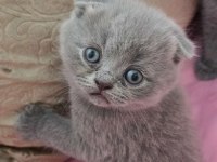 Scottish fold gri yavrular