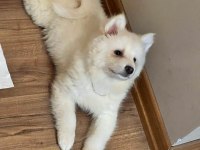2 buçuk aylık A kalite Samoyed Yavru