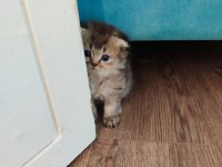 Scottish fold yavrularımızı sahiplendiriyoruz