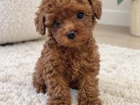 Minyon Poodle Yavrular Yeni Yuvasını Bekliyor