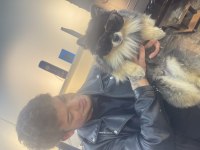3,5 yaşında erkek çiğli aşıları tam pomeranian
