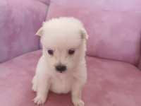 Son 2 yavru spitz