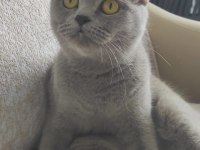 Sahiplendirme british shorthair