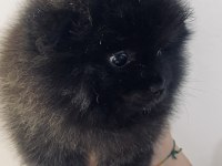 Pomeranian Black Erkek