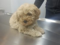 Çok sevimli erkek Maltipoo