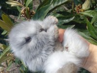 Sevimli teddy widder Tavşan yavruları
