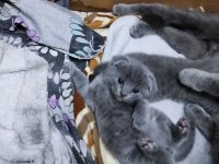 Scottish fold 1 aylık yavrular