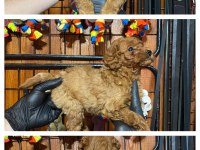 Burkemden safkan poodle bebeklerimiz