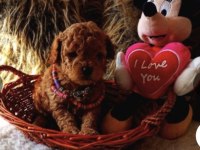 Kızıl kürk yapılı Teacup Poodle bebeklerimiz
