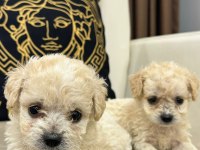 Maltipoo yavrular yeni ailelerini bekliyor