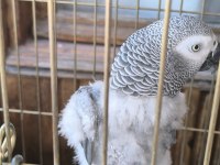 EVCİL KONUŞAN JAKO STRES GEÇİRMİŞTİR