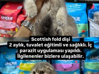 70 günlük scottish fold yavrular . erkek ve dişi
