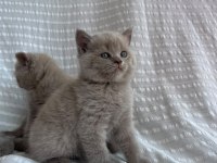 British Shorthair Lilac Erkek