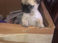 Dişi pug