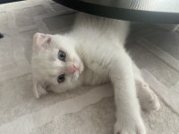 2 aylık scottish fold yavru kedimiz