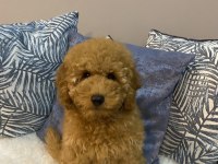 Minyatür Poodle Orijinal