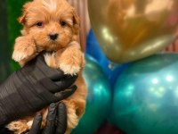 Sağlık Garantili Maltipoo Yavrularımız