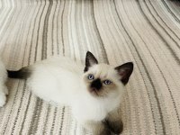 Safkan British Shorthair