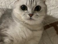 Scottish fold dişi 4 yaşında