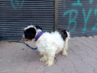 Terrier Dişi