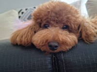 10 Aylık Dişi Toy Poodle İçin Sevgi Dolu Bir Yuva